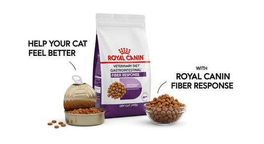 Help Your Cat Feel Better with Royal Canin Fiber Response