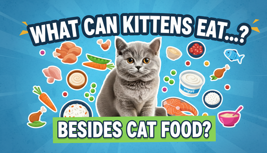 What can kittens eat besides cat food  in Bangladesh