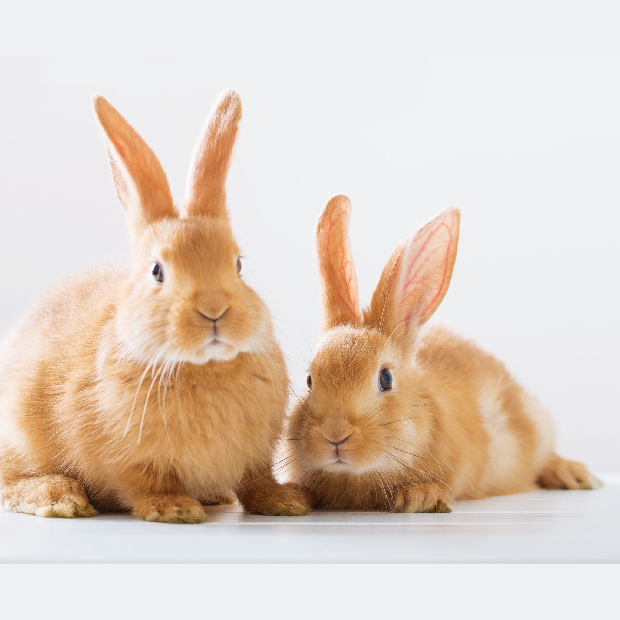 Buy Rabbit Food Online at Best Price in Bangladesh - MikiPetStore ...