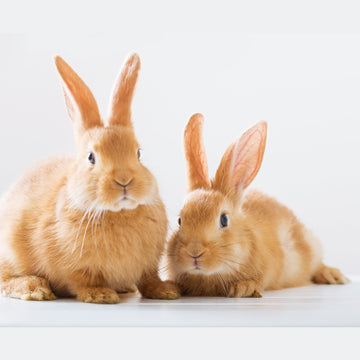 Rabbit Food
