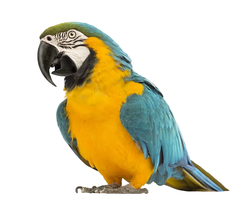 Pet bird in flight
