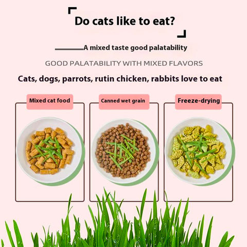 Healthy Greedy Horse Cat Grass in Bangladesh