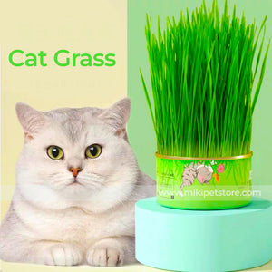 Organic Cat Grass Growing Kit – Canned Seeds & Soil for Hairball Control & Digestion