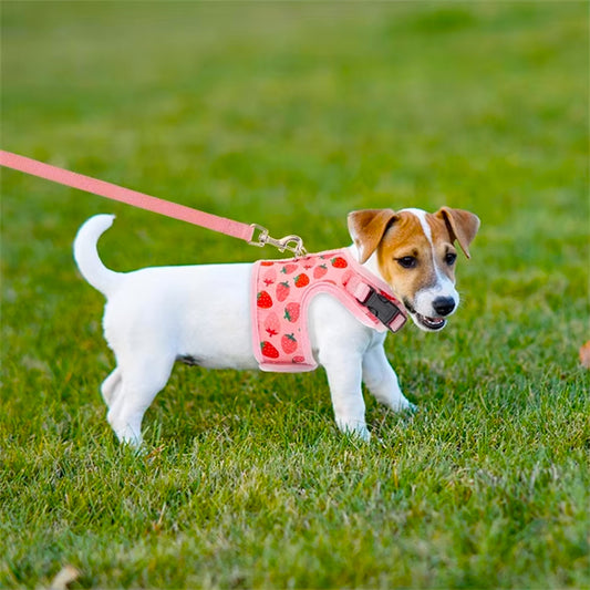 Breathable Mesh Cat & Dog Harness Set